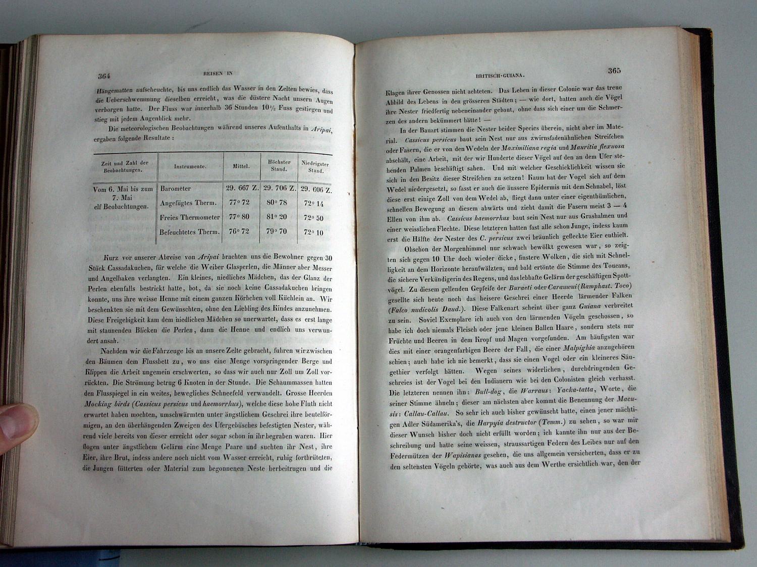 ZZ-RISC48,S.364 Cassicus persicus